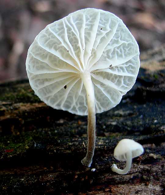 2005 :  Un anno di funghi